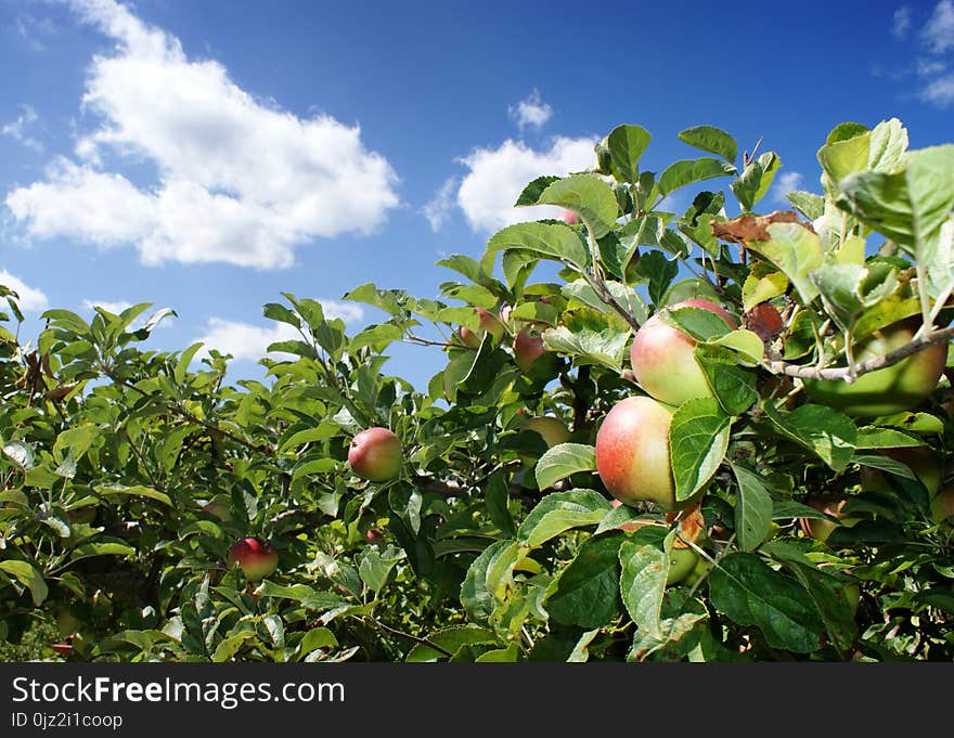 Apple tree and summer clouds