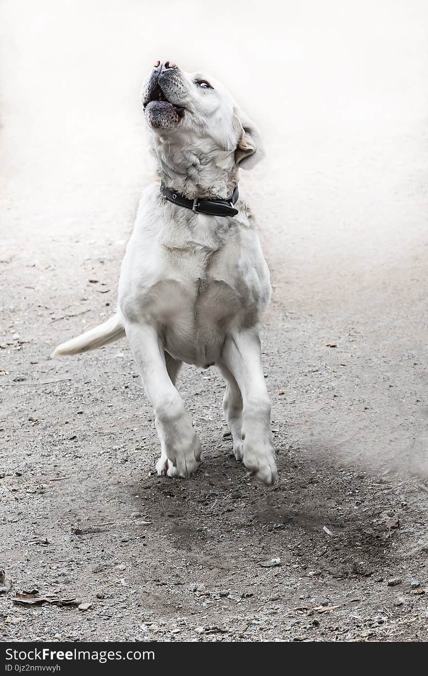 Dog Labrador white in the jump. Close up