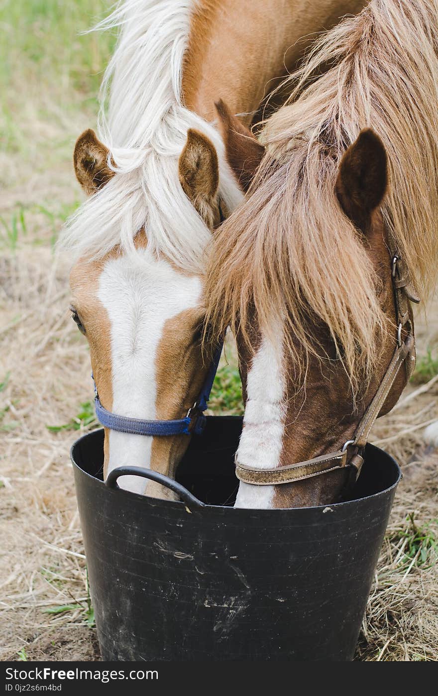 Horses drinking water.