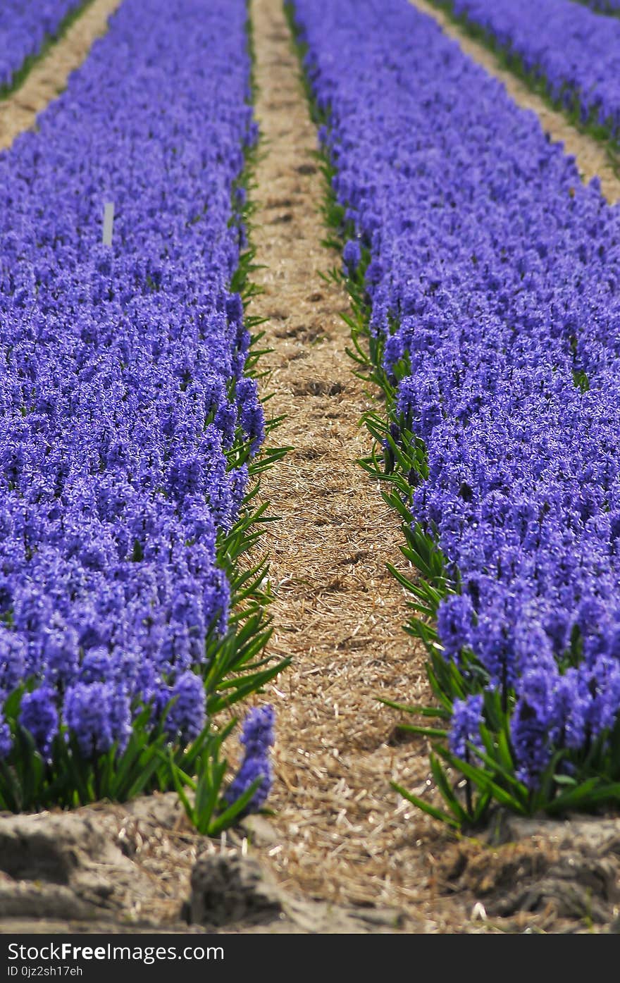 Garden Detail