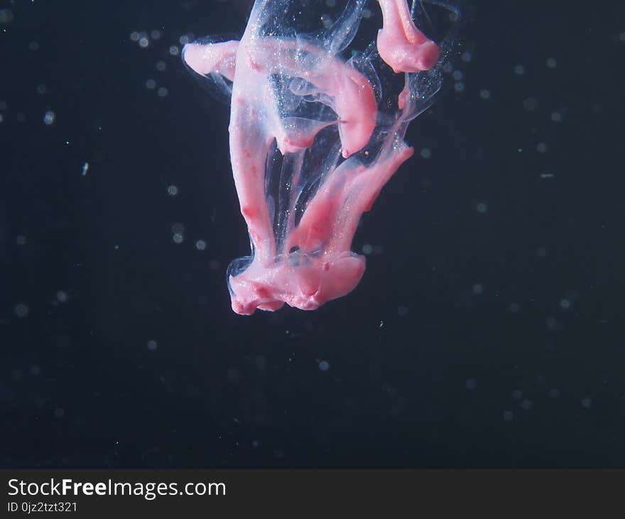 A Drop Of Pink Paint Drops In The Water. The Abstract Photograph