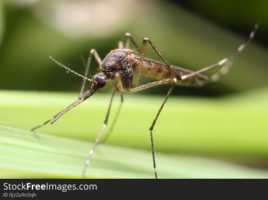 Mosquito Resting On Grass.