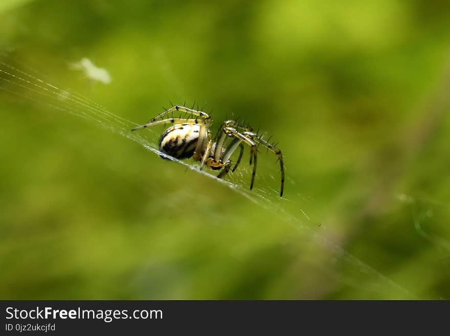 Spider moves on its light transparent web, waiting for prey in his web or engaged in repair. Spider moves on its light transparent web, waiting for prey in his web or engaged in repair.