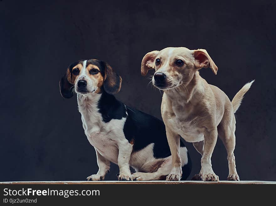 Portrait of two cute breed dog on a dark background in studio.