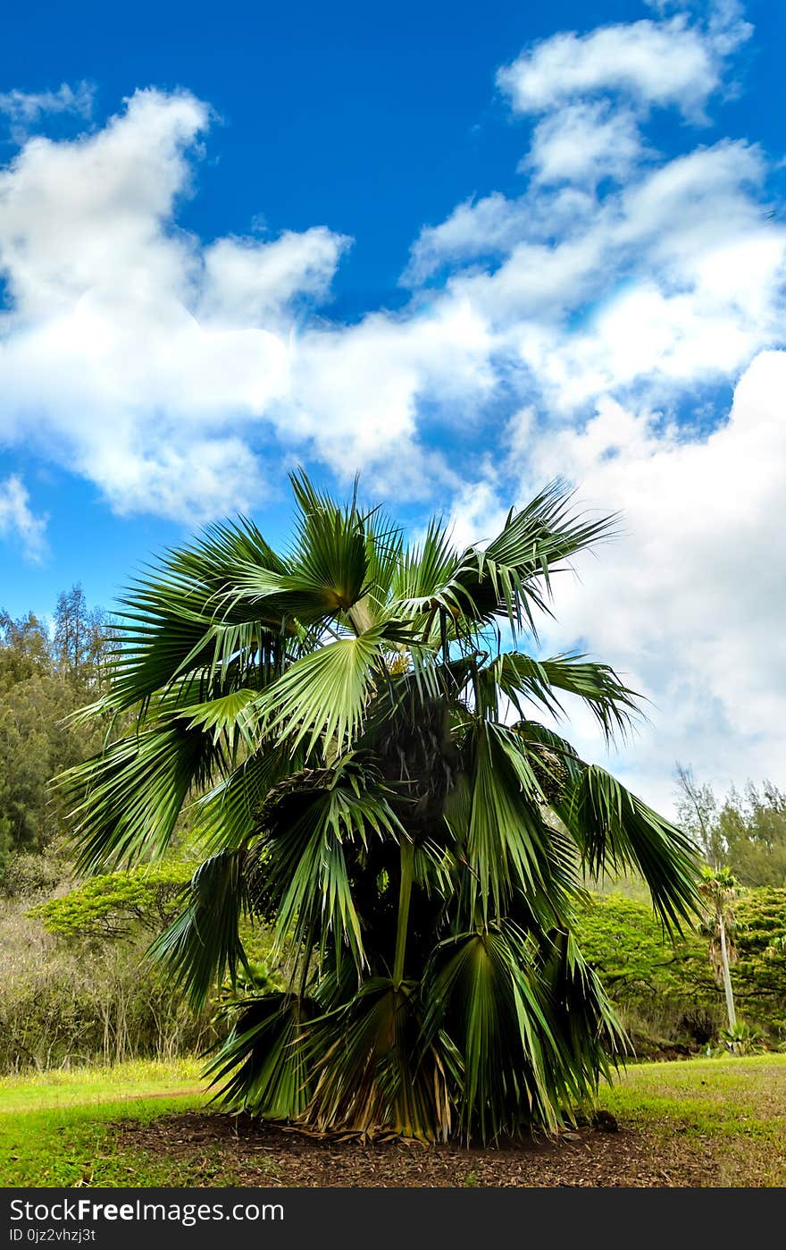 Tropical Palms forest in Hawaii, Kauai island