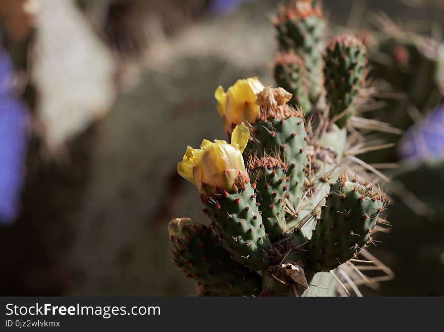 Flower and leaf of an Indian fig opuntia Opuntia ficus-indica