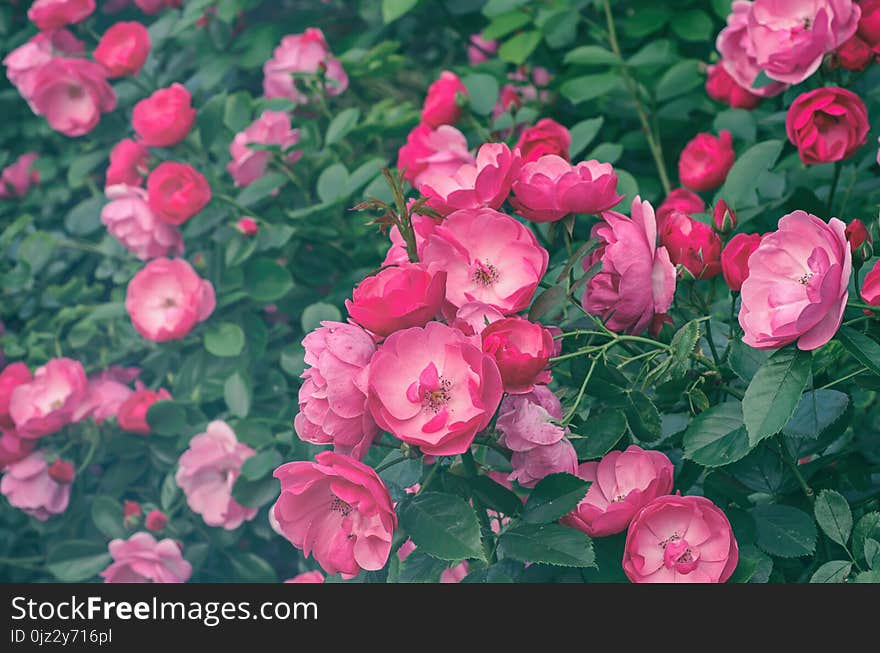 Garden with fresh pink roses, floral natural hipster vintage background. Garden with fresh pink roses, floral natural hipster vintage background