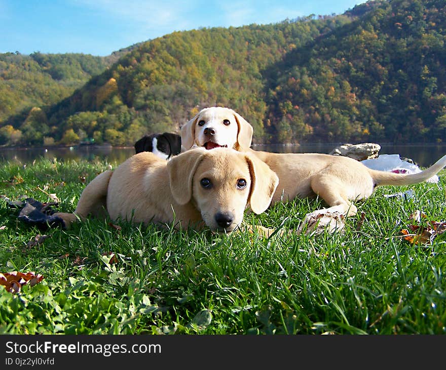 Three puppies