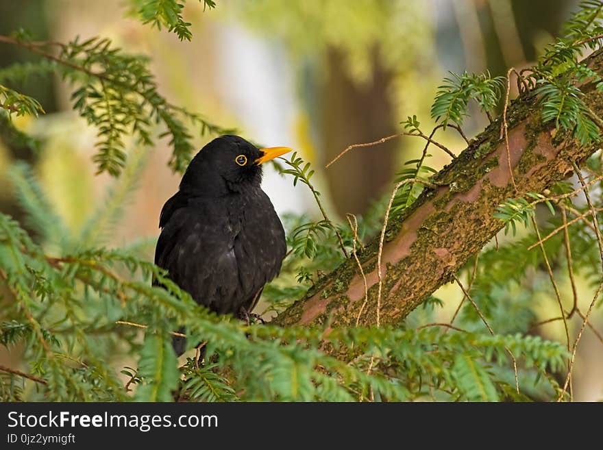 Thrush On Coniferous Tree