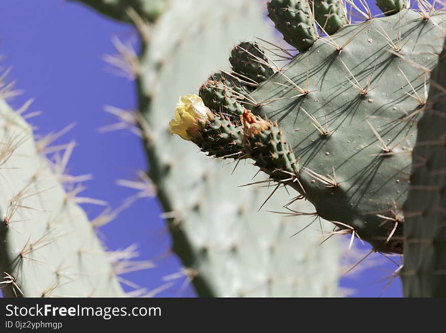 Flower and leaf of an Indian fig opuntia Opuntia ficus-indica