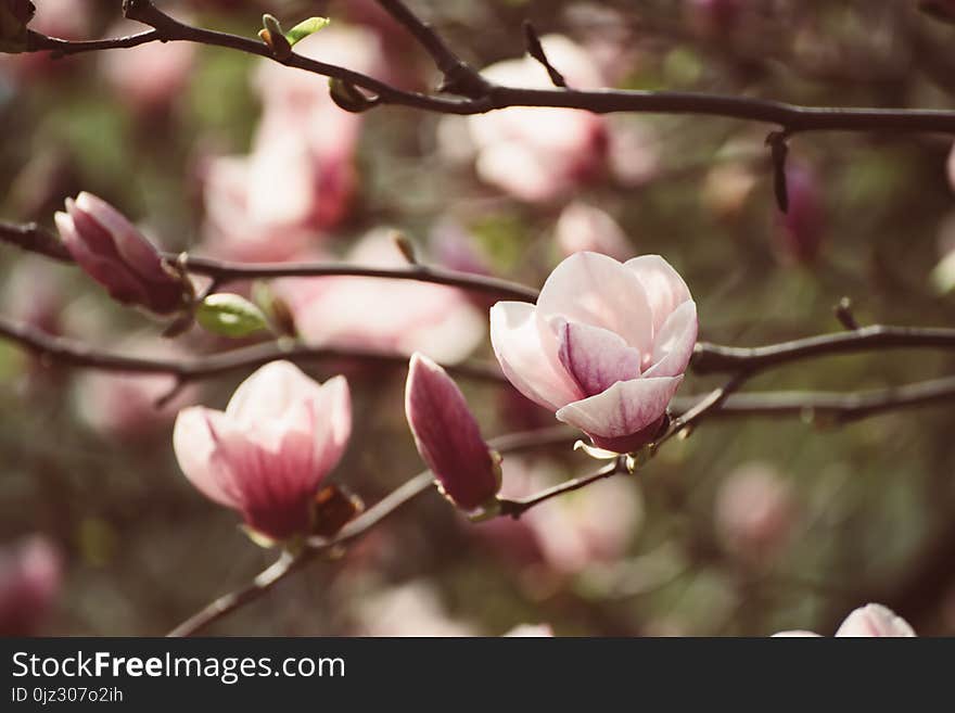 Blossoming of pink magnolia flowers in spring time, floral background. Blossoming of pink magnolia flowers in spring time, floral background