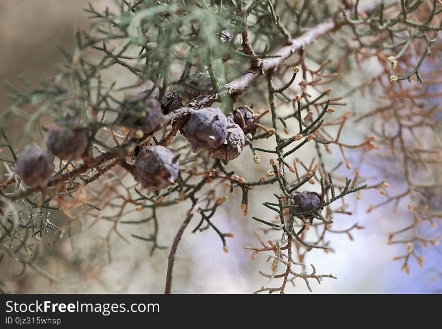 Cones of Cupressus lusitanica