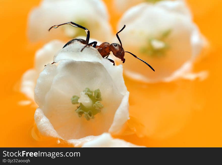 Red ant constantly runs on the flowers and grass. Red ant constantly runs on the flowers and grass.