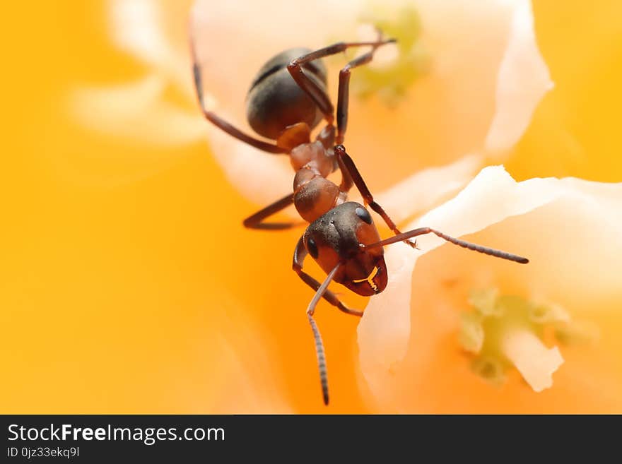 Red ant constantly runs on the flowers and grass. Red ant constantly runs on the flowers and grass.