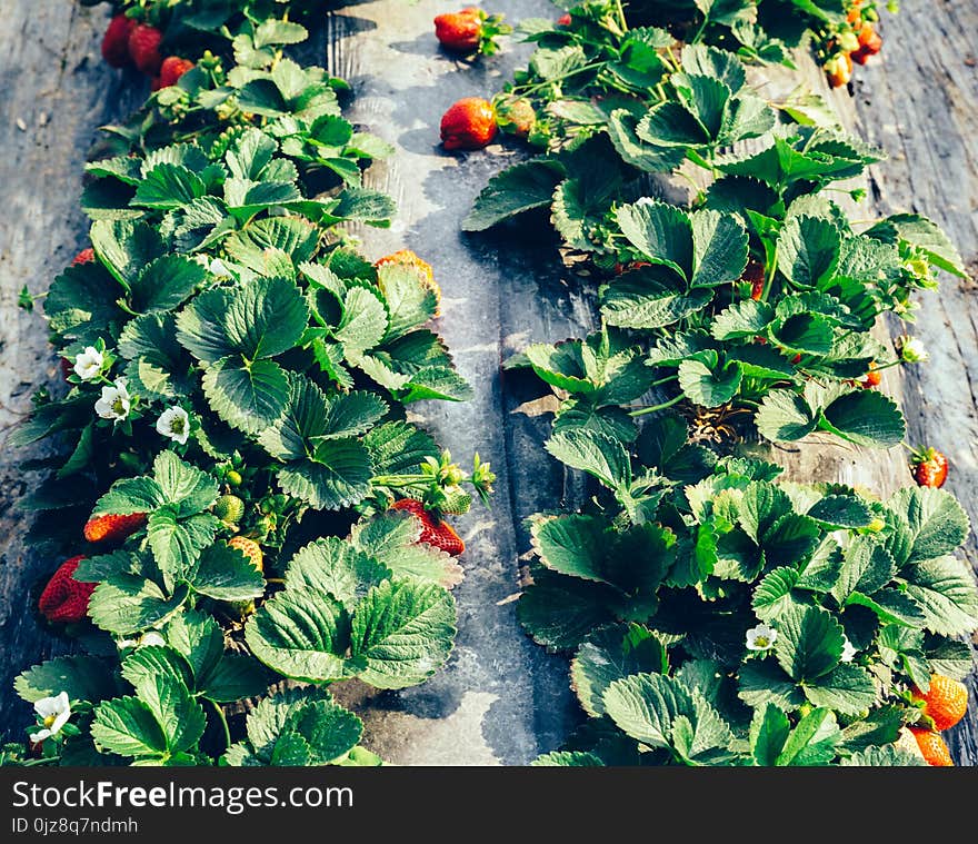 Strawberry Fruits Growing