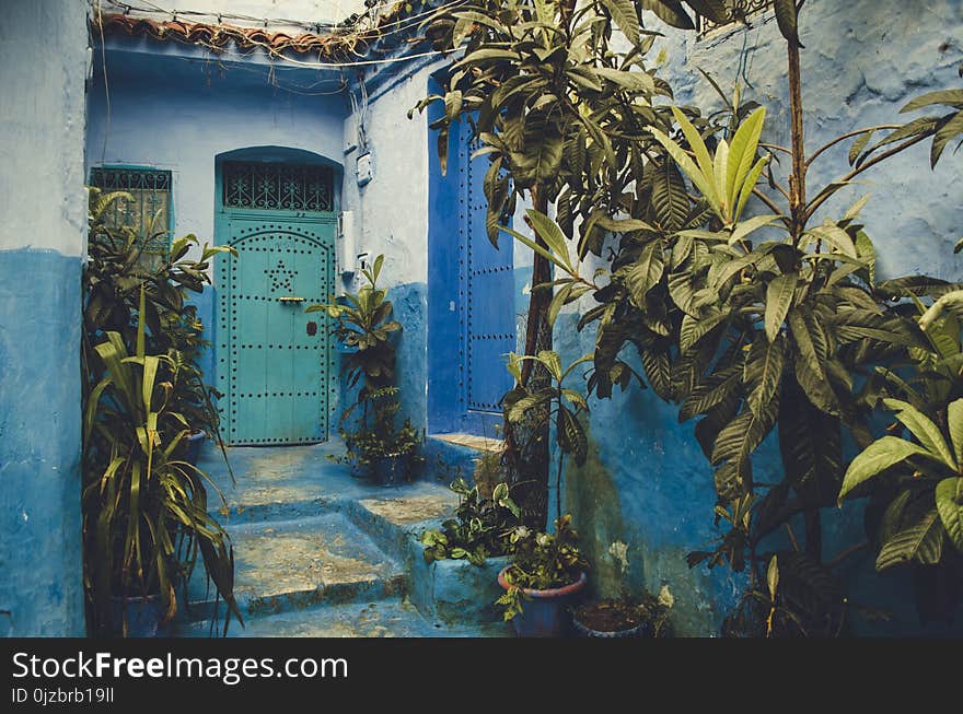 Teal Steel Door Near Plants