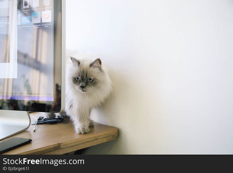 White and Gray Fur Cat