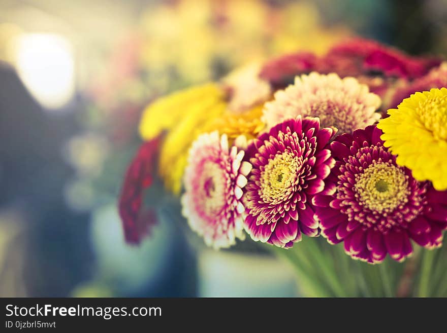 Red Petaled Flower Close-up Photography