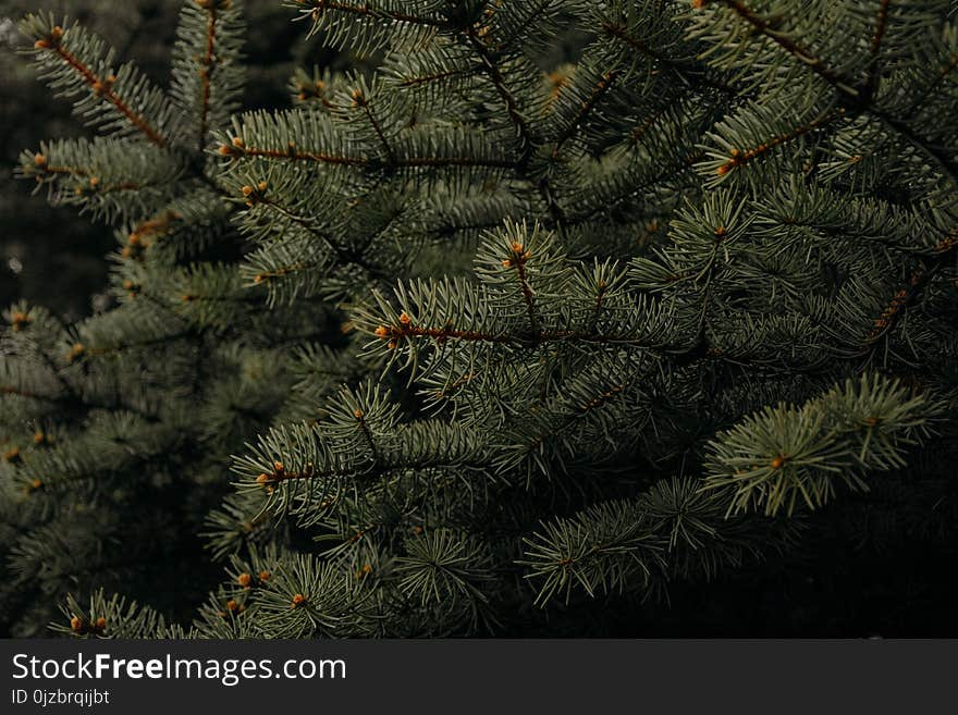 Shallow Focus Photography of Green Leaves