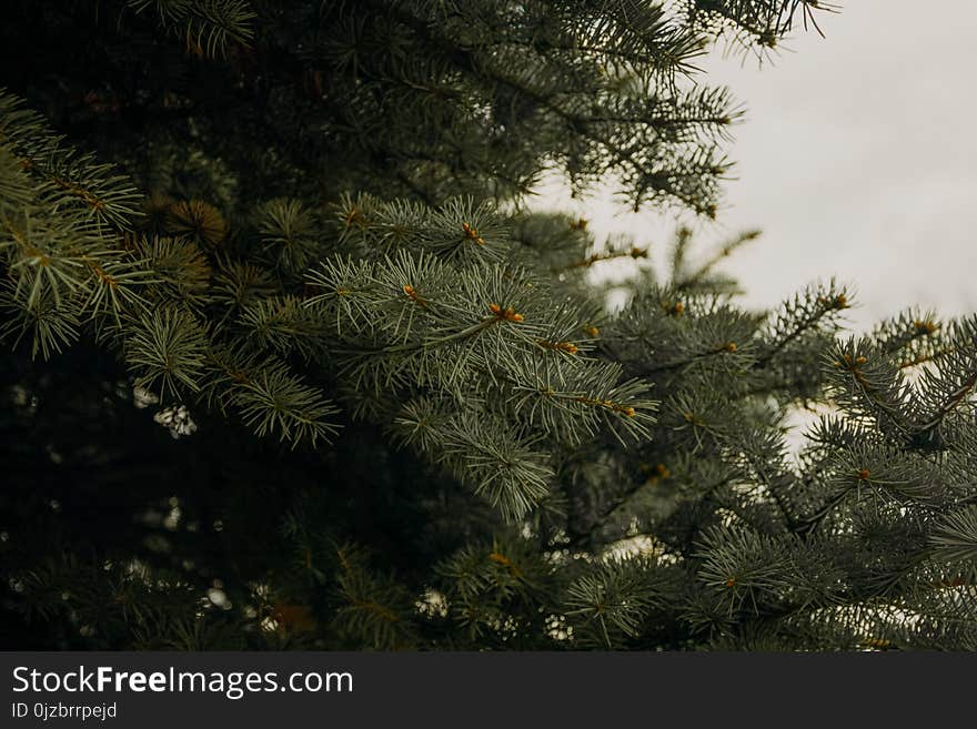 Green Pine Tree Leaves