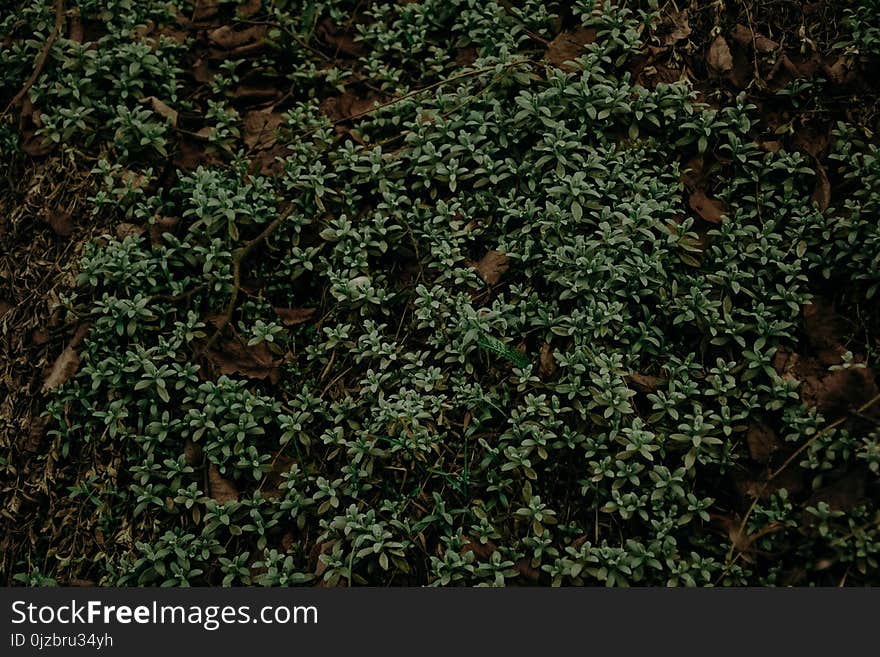 Selective Focus Photography of Green Plants