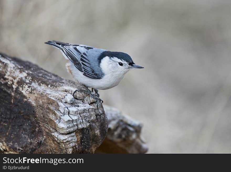 White-breasted Nuthatch