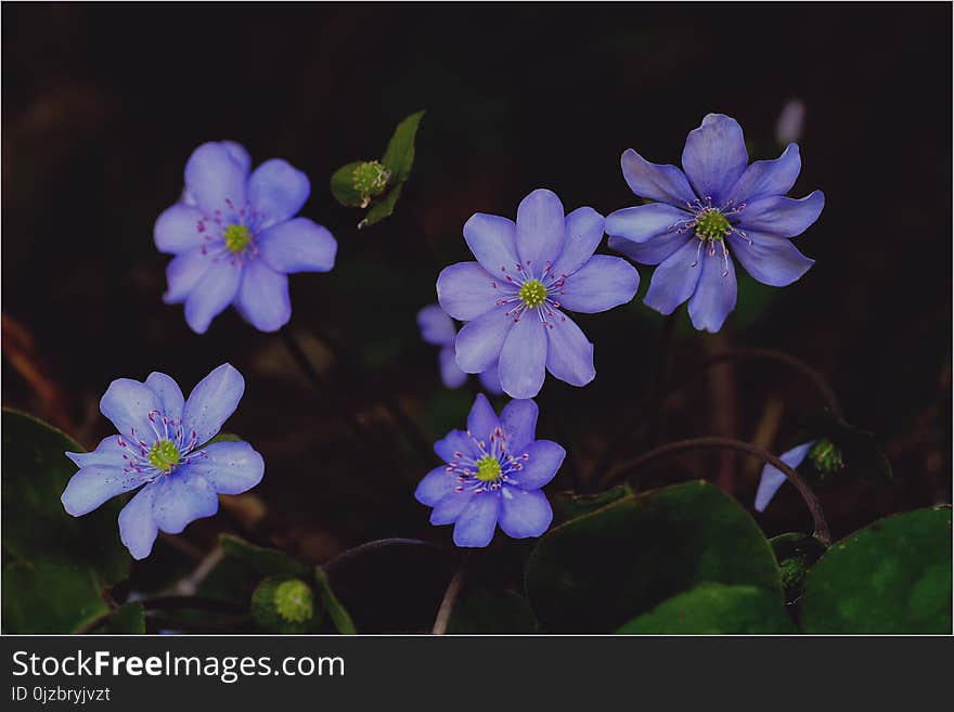 Purple Hepaticas in Bloom Close-up Photo