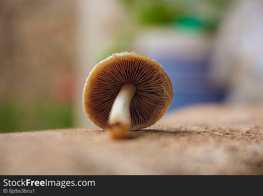 Shallow Focus Photography of Brown Mushroom