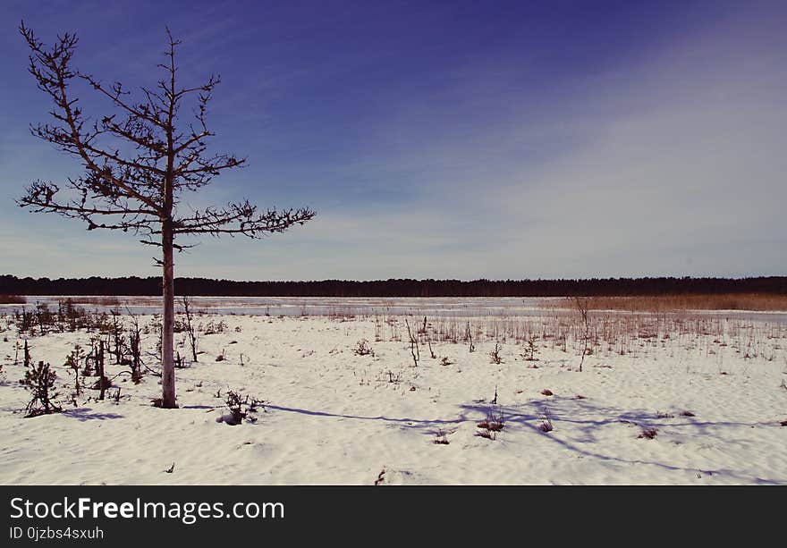 Tree on Desert