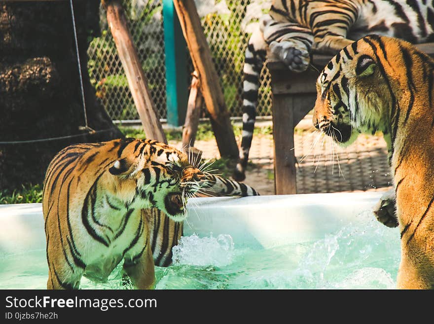 Tiger Standing in Above Ground Pool