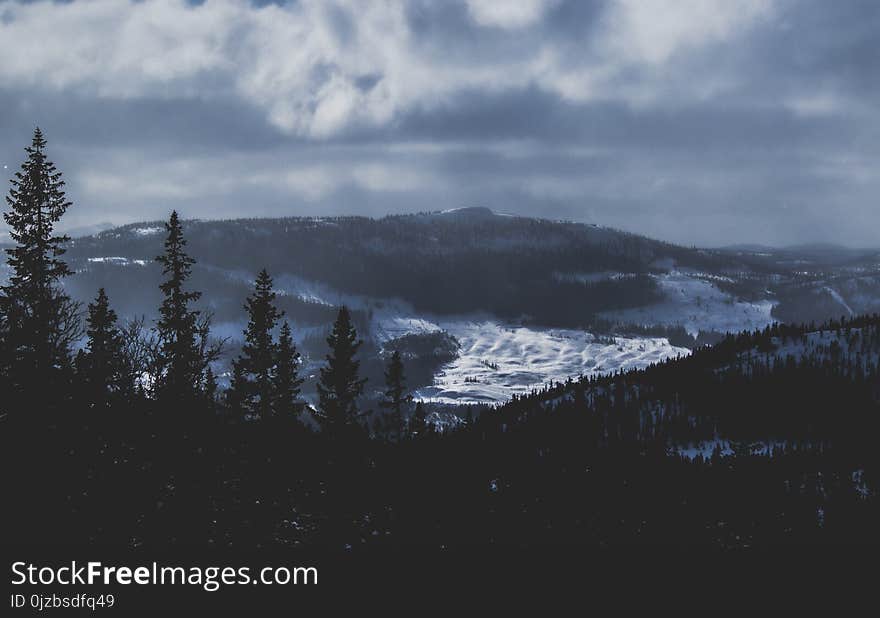 Silhouette Photo of Pine Trees