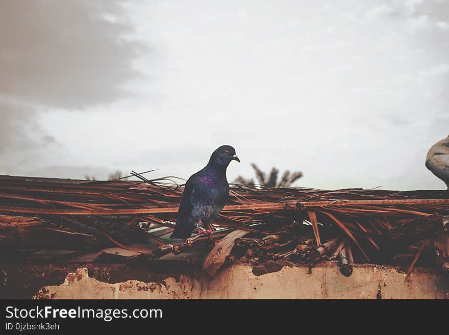 Purple and Gray Pigeon Perched on Brown Roof