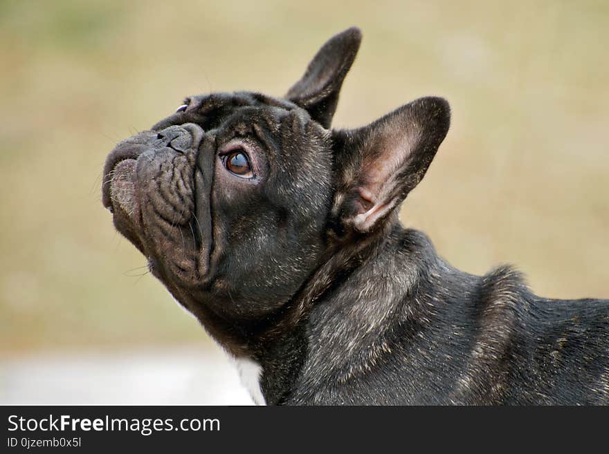 Portrait of a French Bulldog