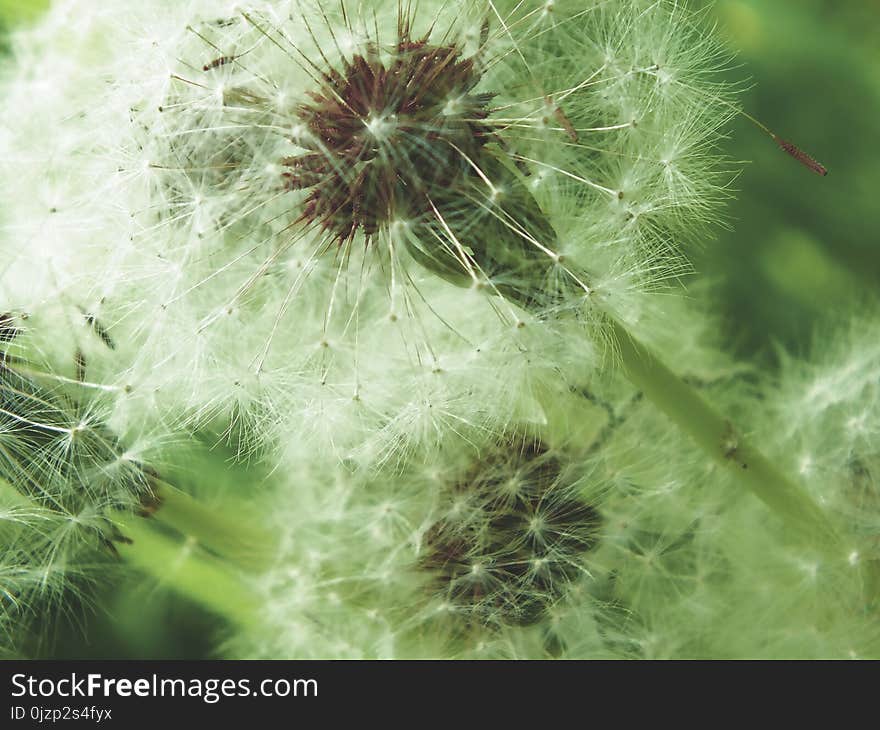 Fluffy Dandelion