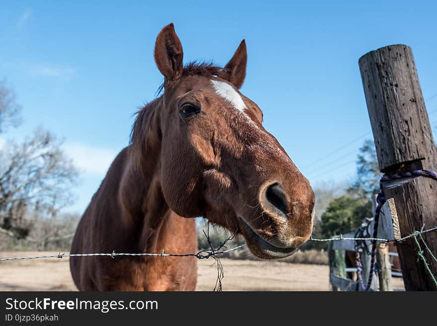 Lazy horse looking over fence