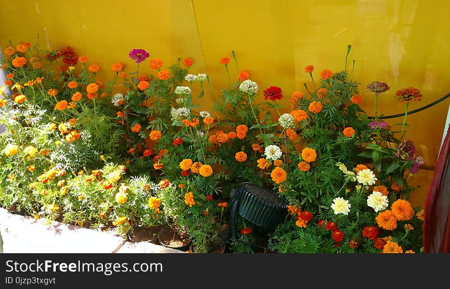 Marigold flower pots arranged in rows