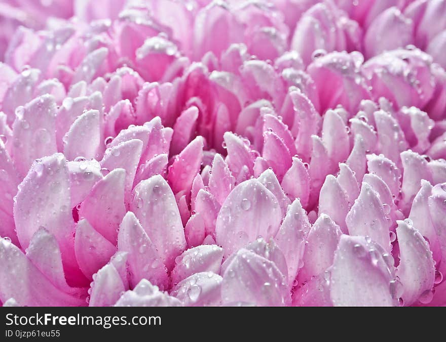 Petals of large pink chrysanthemums in dewdrops close-up