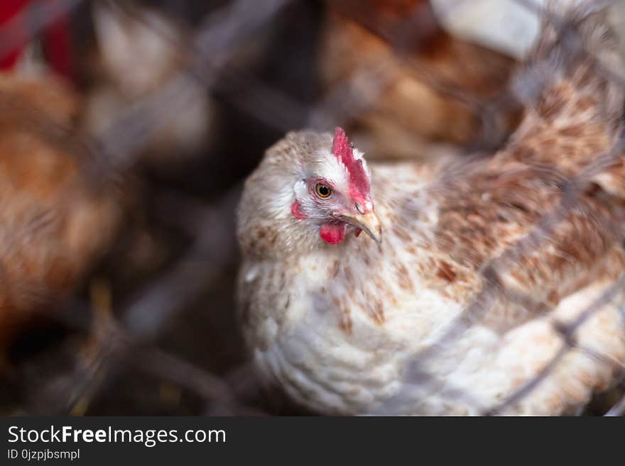 Chickens On The Farm. Toned, Style, Color Photo.