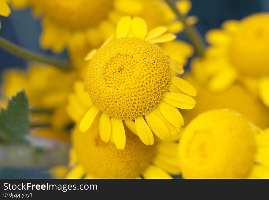 Sunny yellow flowers of dyer`s camomile