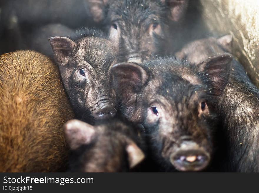 Small Vietnamese Pigs On The Farm.