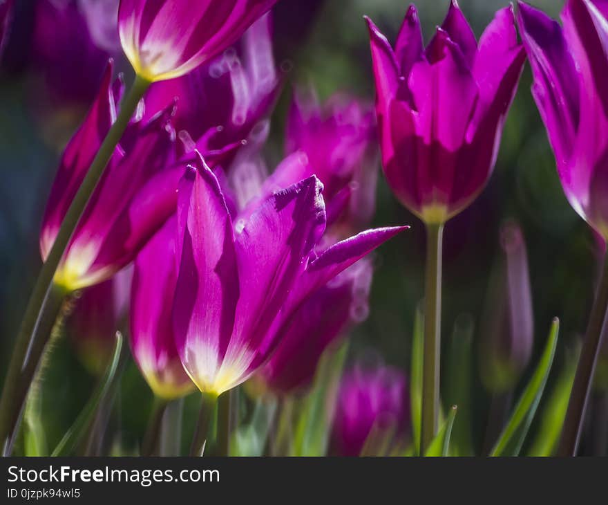 Beautiful And Colorful Close Up Shot Of Tulip Blossom