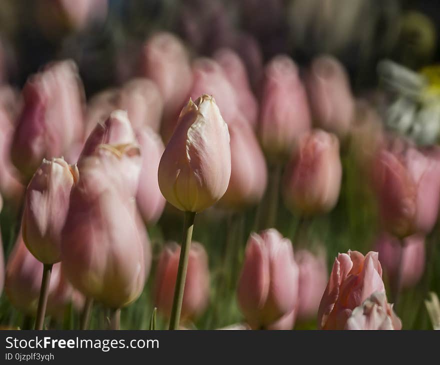 Beautiful And Colorful Close Up Shot Of Tulip Blossom