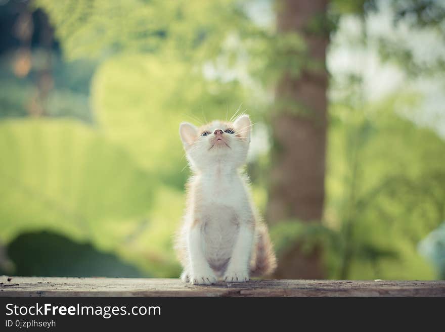 Short hair kitten sitting in a park looking up to the top background. Short hair kitten sitting in a park looking up to the top background