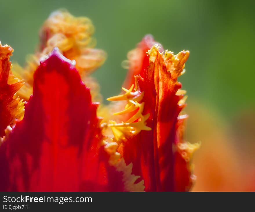 Beautiful and colorful close up shot of Tulip blossom