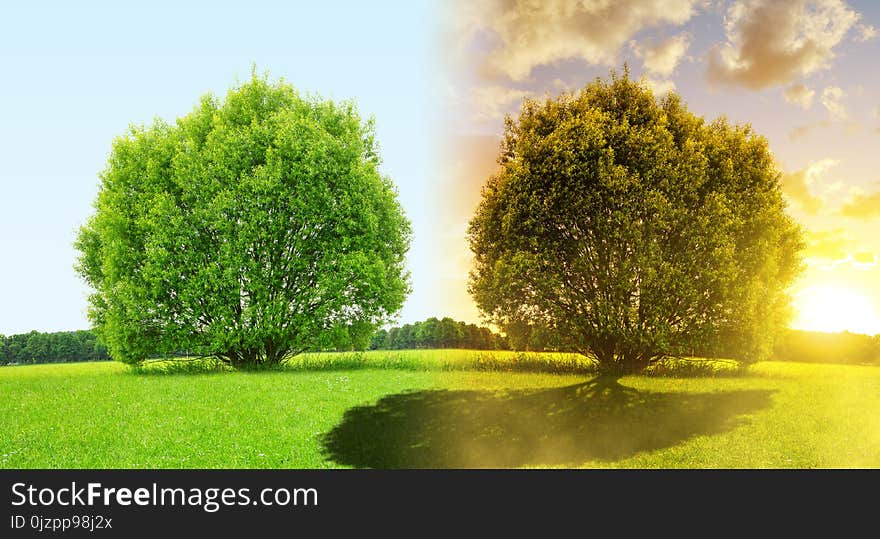 Spring landscape with tree in daylight and sunset. Spring landscape with tree in daylight and sunset.