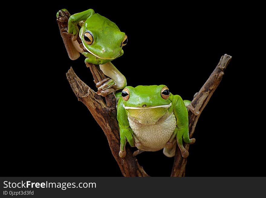 White Lips Tree Frog