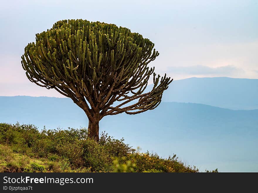 Tanzanian landscape with cactus tree or Euphorbia candelabrum growing on hill