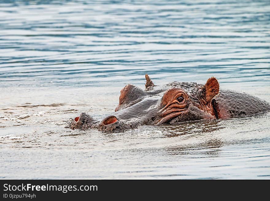 Close-up of hippo or Hippopotamus amphibius is resting in the water during the day. Close-up of hippo or Hippopotamus amphibius is resting in the water during the day