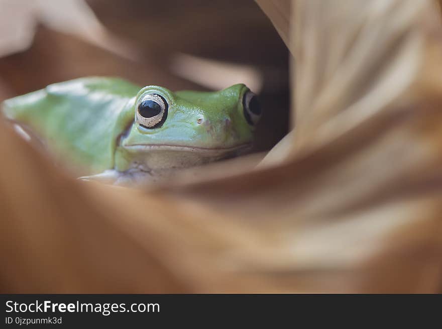 Frog rest in dry leaf because hot