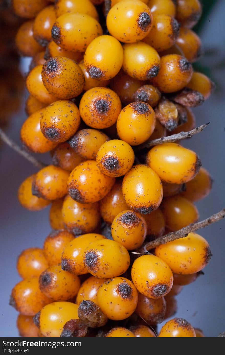 Sea Buckthorn. Fresh Ripe Berries With Leaves On White Background.